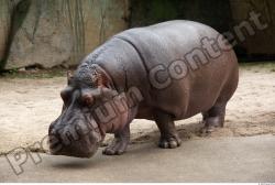 Hippo # 2